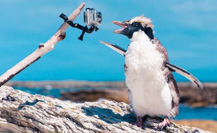 GoPro camera filming a penguin