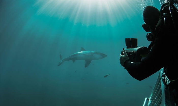 Person filming a great white shark underwater