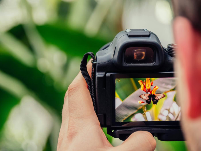 Photographer framing a butterfly image on camera screen