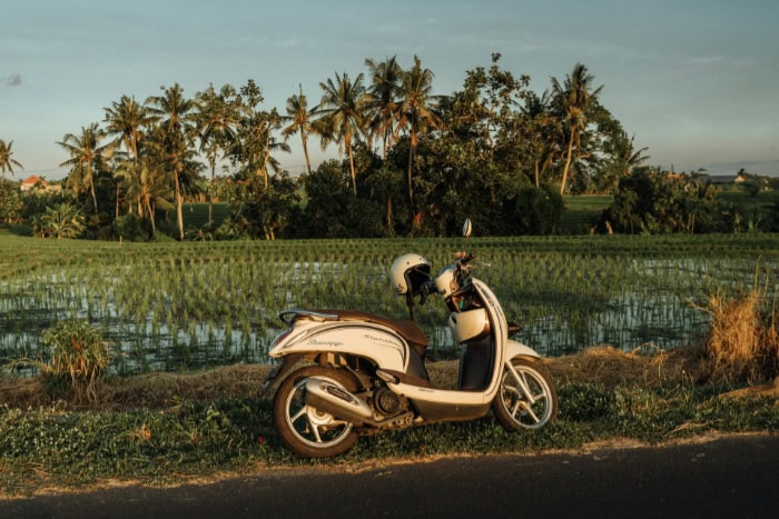 Scooter parked near lush rice fields and palm trees