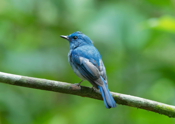 Verditer flycatcher bird perched on a tree branch