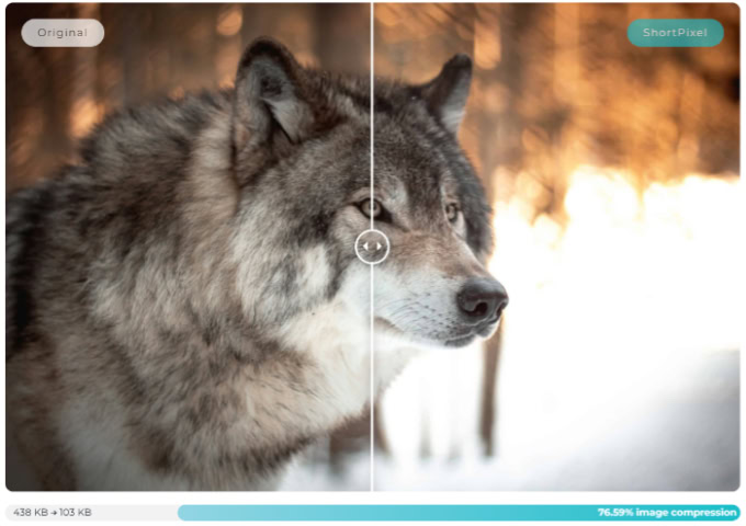 Wolf photo showing lossy compression
